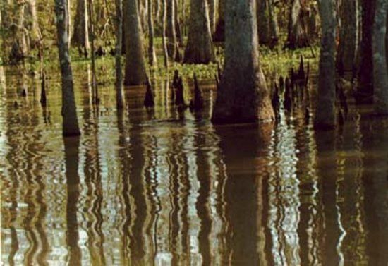 Bayou Terrebonne Water Life